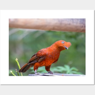 Andean cock-of-the-rock photography Posters and Art